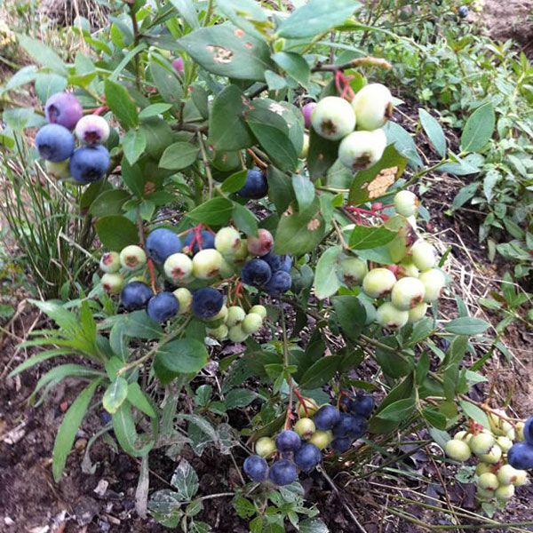 M6蓝莓