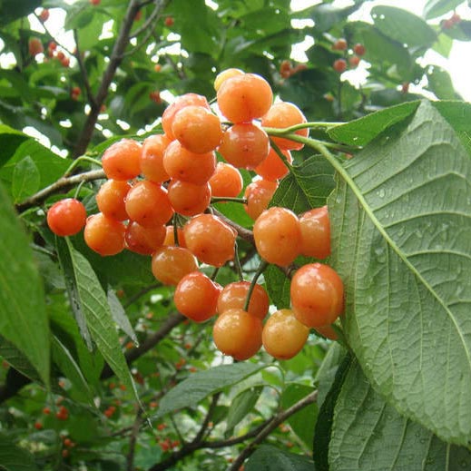 红蜜樱桃