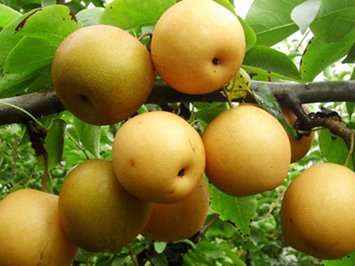 泰安高新区荣誉农业科技有限公司供应各种梨品种