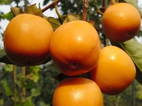 泰安高新区荣誉农业科技有限公司供应日本三个优良甜柿品种