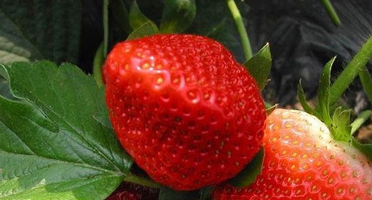 泰安开发区荣誉园艺场供应各种草莓苗