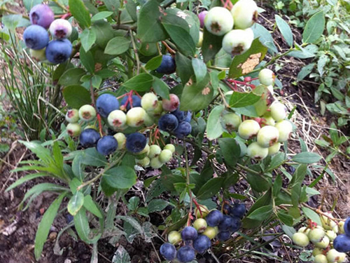 蓝莓苗进行遮阴的好处有哪些