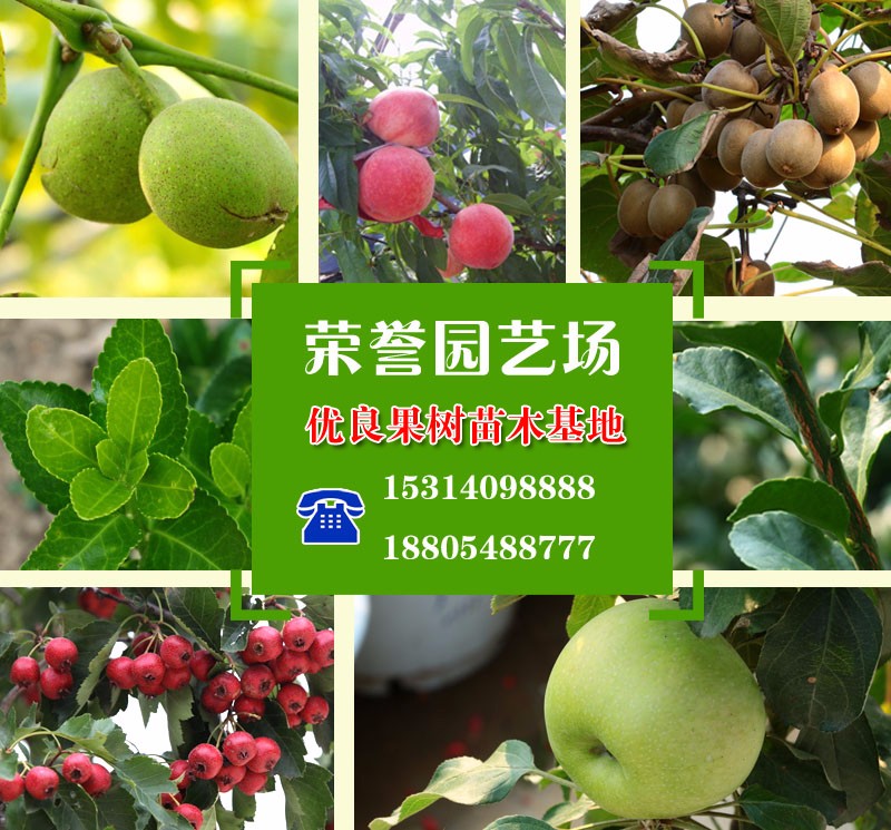 泰安开发区荣誉园艺场