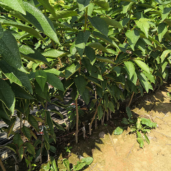 布鲁克斯樱桃苗