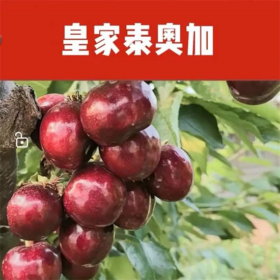 皇家泰奥加樱桃苗