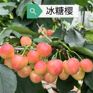 冰糖樱樱桃苗