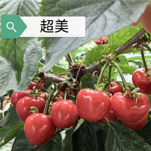 超美樱桃苗
