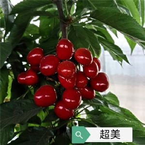 超美樱桃苗