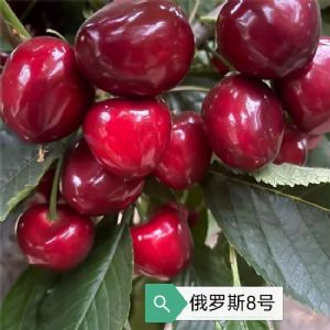俄罗斯8号樱桃苗