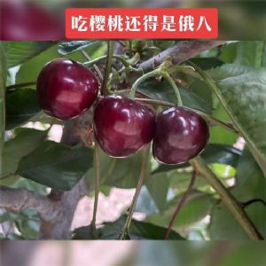 俄罗斯8号樱桃苗