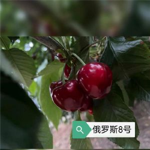 俄罗斯8号樱桃苗