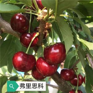 弗里思科樱桃苗
