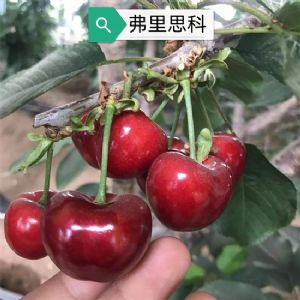 弗里思科樱桃苗