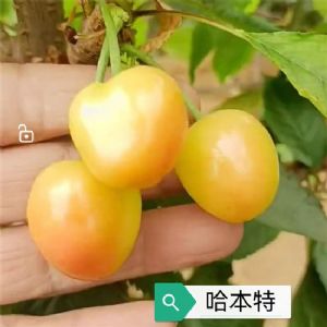 哈本特樱桃苗
