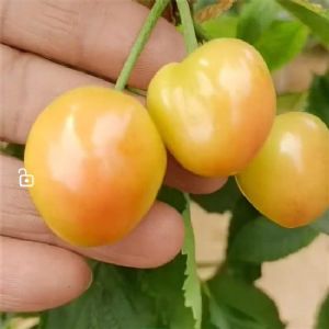 哈本特樱桃苗