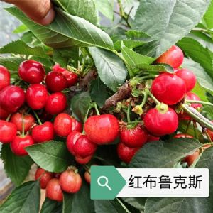 红布鲁克斯樱桃苗