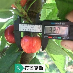 红布鲁克斯樱桃苗