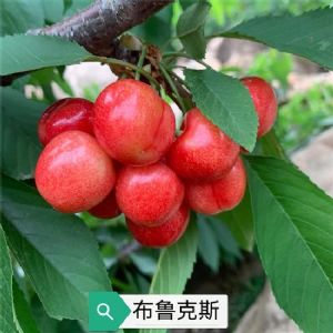 红布鲁克斯樱桃苗
