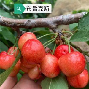 红布鲁克斯樱桃苗