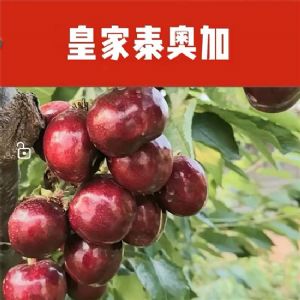 皇家泰奥加樱桃苗