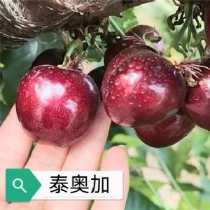 皇家泰奥加樱桃苗