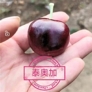 皇家泰奥加樱桃苗