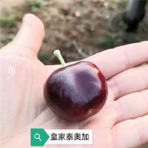 皇家泰奥加樱桃苗
