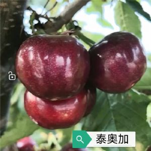 皇家泰奥加樱桃苗