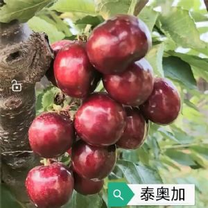 皇家泰奥加樱桃苗