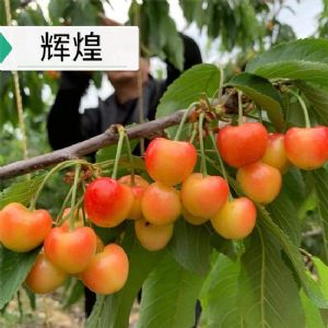 辉煌樱桃苗