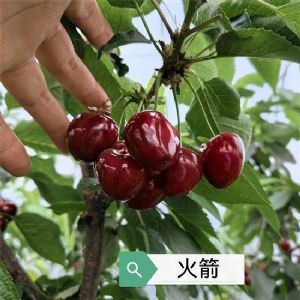 火箭樱桃苗