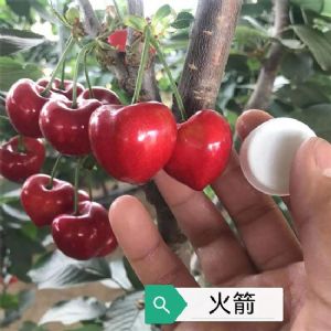 火箭樱桃苗