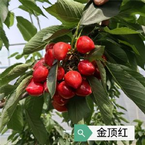 金顶红樱桃苗