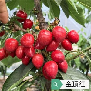 金顶红樱桃苗