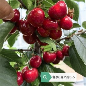 鲁樱8号樱桃苗/8-5樱桃苗